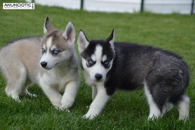 husky siberiano listo para su adopci&oacute;n