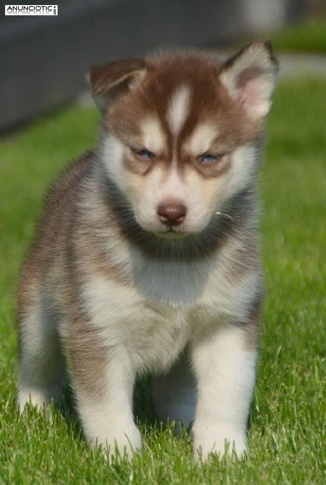husky siberiano listo para su adopci&oacute;n