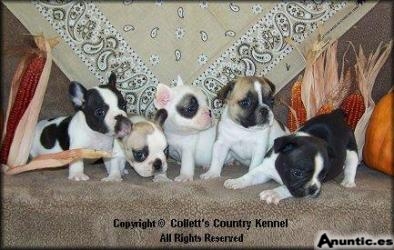 Bulldog franc&eacute;s Cachorros Para Adopci&oacute;n