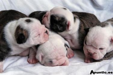 Bulldog franc&eacute;s Cachorros Para Adopci&oacute;n
