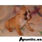 mignon bouldog fran&ccedil;ais pour adoption