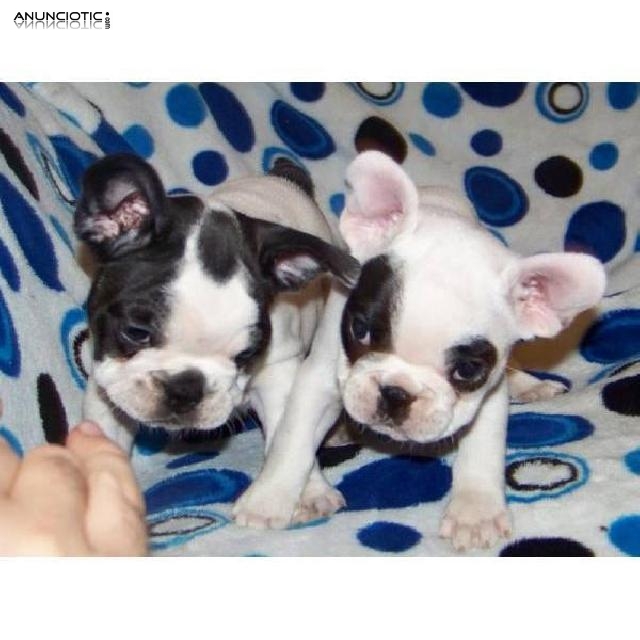 Bulldog franc&eacute;s gemelo como un regalo