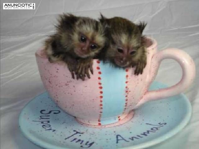 Monos titi para su adopci&oacute;n. 