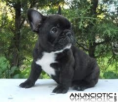 Magnificos cachorros de Bulldog Franc&eacute;s