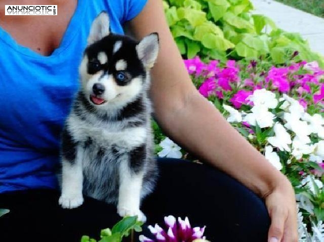 Regalo Navidad Husky Siberiano Para Su Adopci&oacute;n