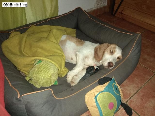 &iexcl;Arga en adopci&oacute;n!