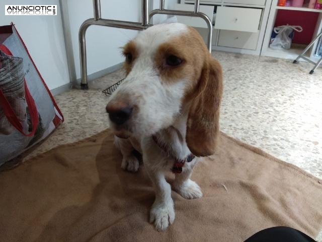 &iexcl;Arga en adopci&oacute;n!