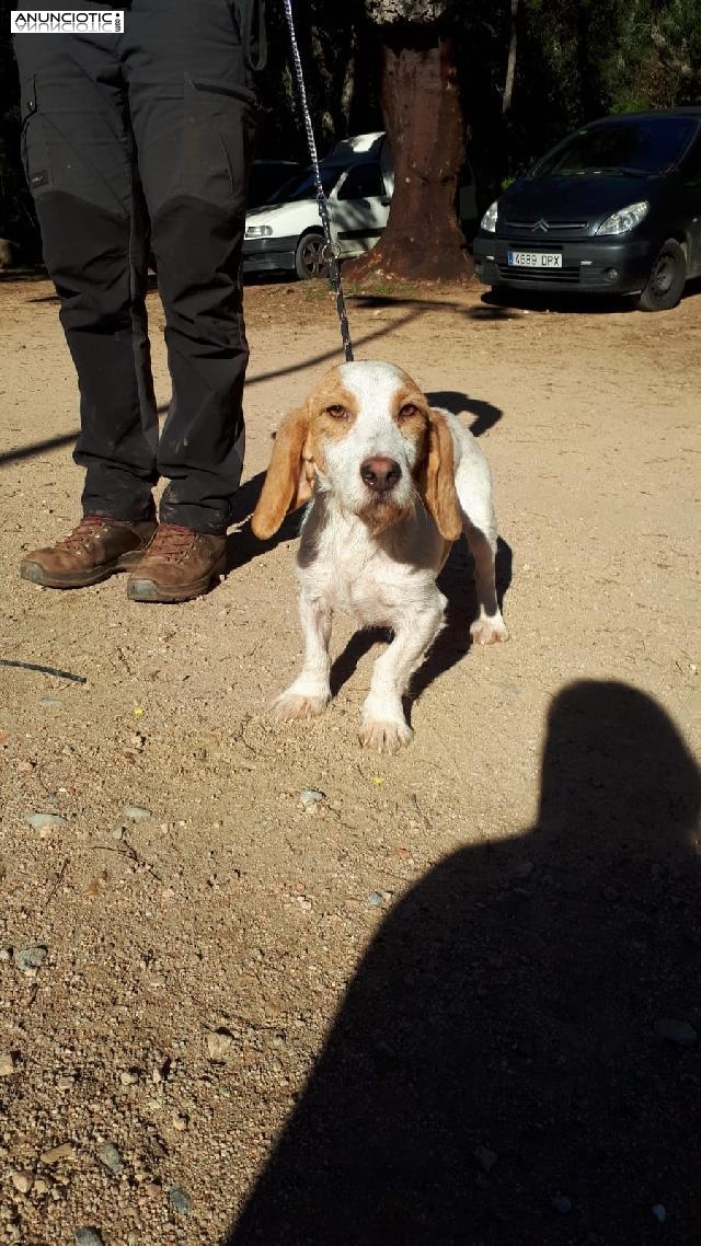 &iexcl;Arga en adopci&oacute;n!