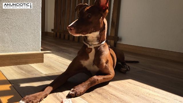 Lino busca familia - Adopci&oacute;n