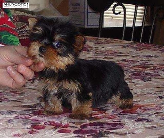 Yorkie Terrier cachorros para su adopci&oacute;n