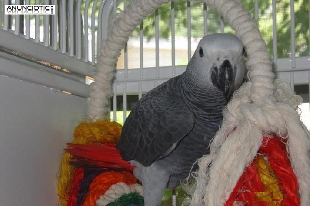congo loros grises africanos