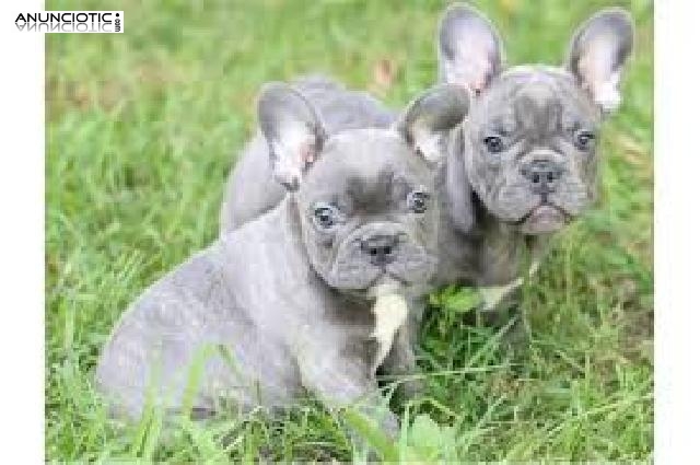 Cachorros Bulldog Franc&eacute;s Disponibles.;