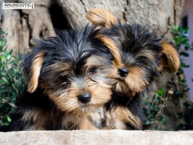 Taza de t&eacute; yorkie cachorros disponibles Yorkie Princess. &iexcl;