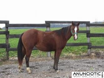 Americano caballo yegua bolly de vacunas, desparasitaci&oacute;n