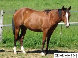 Americano caballo yegua bolly de vacunas, desparasitaci&oacute;n