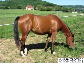 Americano caballo yegua bolly de vacunas, desparasitaci&oacute;n