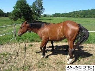 Americano caballo yegua bolly de vacunas, desparasitaci&oacute;n