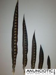 Plumas de Fais&aacute;n