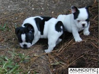 REGALO CACHORROS DE BULLDOG FRANC&Eacute;S