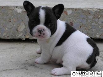 REGALO CACHORROS DE BULLDOG FRANC&Eacute;S