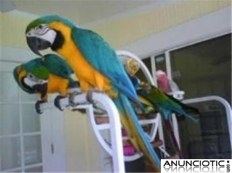 f&eacute;rtiles Loros Huevos Con Incubadoras para la vent