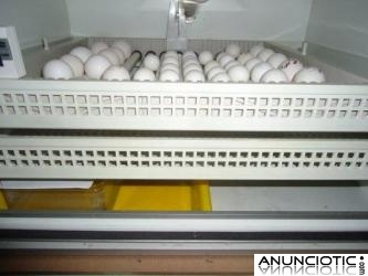 f&eacute;rtiles Loros Huevos Con Incubadoras para la vent