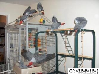 f&eacute;rtiles Loros Huevos Con Incubadoras para la vent