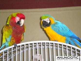 Tame loros guacamayos, Kea, cacat&uacute;a y loros amaz&oacute;nicos