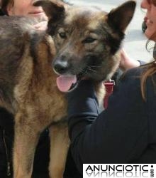 NECESITAMOS URGENTEMENTE ADOPCI&Oacute;N PARA RUBI