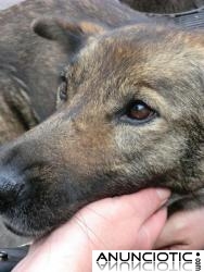 NECESITAMOS URGENTEMENTE ADOPCI&Oacute;N PARA RUBI