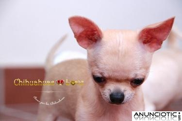 Cachorros Chihuahua, machos y hembras disponibles