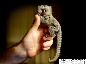Monos tití bebé en adopción