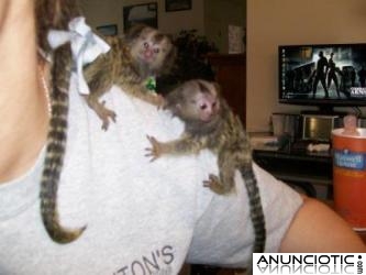Monos tití bebé en adopción