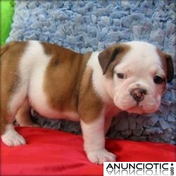REGALO Ingl&eacute;s bulldog ﻿cachorros