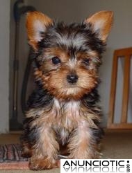 Cachorrito Yorkie Hermoso Y Juguet&oacute;n