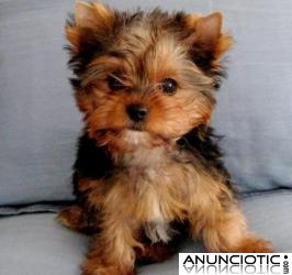 Cachorrito Yorkie Hermoso Y Juguet&oacute;n