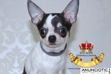 Collares de Lujo para Perros Peque&ntilde;os