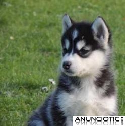 Pura raza Husky Siberiano cachorros con ojos azules 