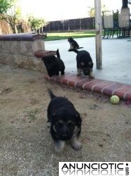 Adorables cachorros alem&aacute;n machos y hembras para su aprobaci&oacute;n a una familia por temor de 