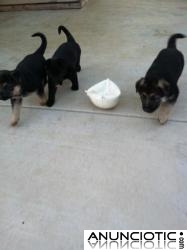 Adorables cachorros alem&aacute;n machos y hembras para su aprobaci&oacute;n a una familia por temor de 