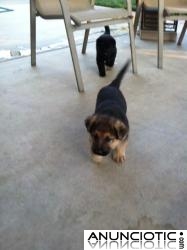 Adorables cachorros alem&aacute;n machos y hembras para su aprobaci&oacute;n a una familia por temor de 