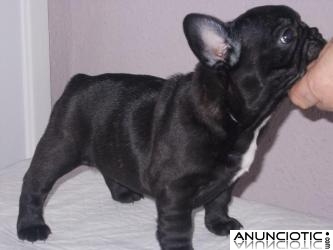 Regalo  Bulldog franc&eacute;s cachorros disponibles