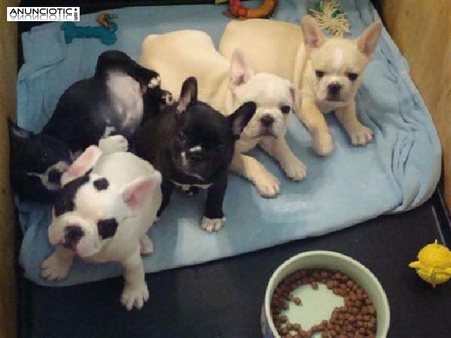 Regalo Bulldog Franc&eacute;s pura raza