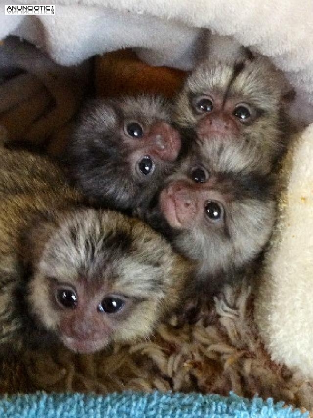 Dos monos tit&iacute; para su aprobaci&oacute;n 