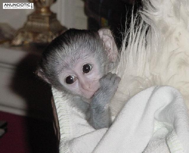  Lindo y adorable beb&eacute; monos capuchinos para la adopci&oacute;n