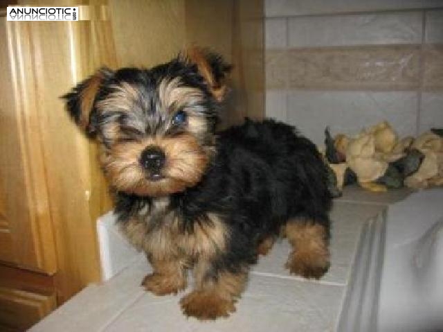 Regalo Excelente Cachorros yorkshire terrier‏