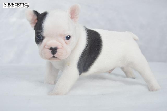 Regalo cachorros Bulldog frances saludables para su aprobaci&oacute;n.