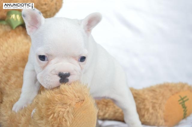 Regalo cachorros Bulldog frances saludables para su aprobaci&oacute;n.