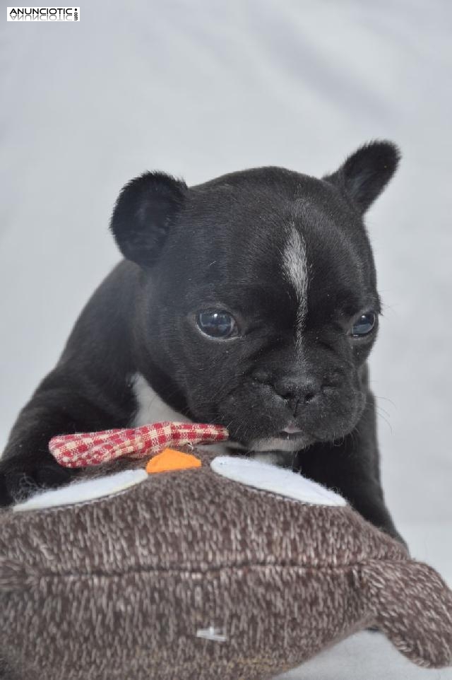 Regalo cachorros Bulldog frances saludables para su aprobaci&oacute;n.
