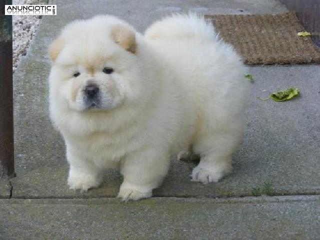 cachorros Chow Chow saludables para su aprobaci&oacute;n.